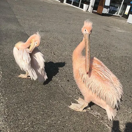 1st Class Location With Sea&pool View شقة *